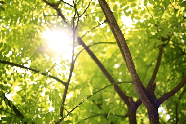 Soleil à travers les arbres