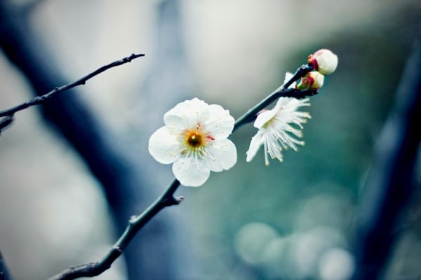 Fleur sur branche